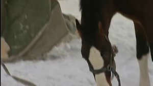 Животные цирка Шапито погибают на холоде из-за конфликта сотрудников