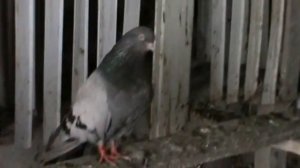 Николаевские-Мраморные голуби