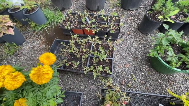 HOW TO DEADHEAD / CUT BACK PETUNIA BASKETS TO MAKE THEM REBLOOM AGAIN! смотреть онлайн