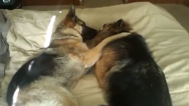 собачья дружба смотреть онлайн