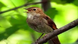 ПЕНИЕ СОЛОВЬЯ слушать онлайн бесплатно