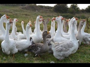 Гуси Афонина Владимира. Экспедиция по гусеводческим хозяйствам №2.