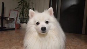 Как Научить Собаку Команде Зайка|Суслик|Служить| Дрессировка Собаки | Говорящая Собака | Пёс-Блогер