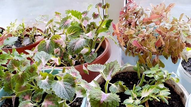 ОБРЕЗКА КОЛЕУСОВ. ВСХОДЫ ПЕРЦА. КАК ПЕРЕЖИЛА ЗИМУ ЕЛЬ КОНИКА. смотреть онлайн