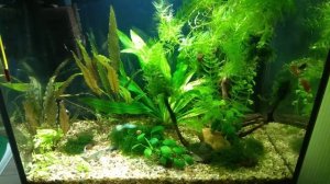 Гуппи берлинцы, испанцы, алые, кобра и северное сияние 2018 08 29