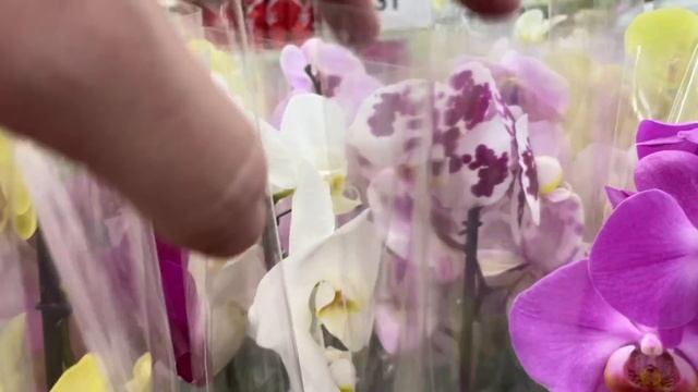 ЗАВОЗ ОРХИДЕЙ по 455 рублей ПРЕДПРАЗДНИЧНЫЙ обзор и уцененные орхидеи по 290 рублей смотреть онлайн