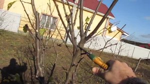 КАК СДЕРЖИВАТЬ КРОНУ ПРИ ОБРЕЗКЕ СЛИВЫ. Компактная крона, это просто.
