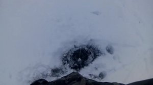 Ловля крупного окуня на балансир.