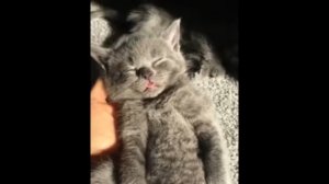 Котенок уснул на руках