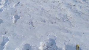дробь №3 12 калибр на 100 метров