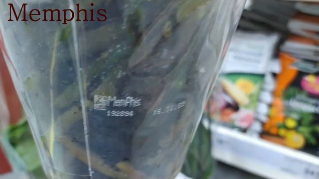 Обзор орхидей 10 января 2021 Леруа Мерлен Воронеж (Левый берег) смотреть онлайн