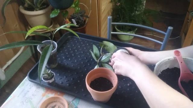 Знакомство с Адромискусом Купера ??, пересадка хойи Карноза?, фикуса Бенедикта Амстел Кинг?
