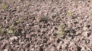Испытания ротационной бороны БР-9г по сои, на полях  хозяйства "Вілія"