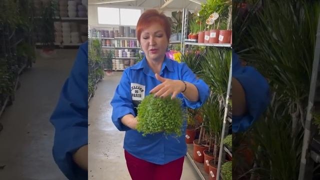 Новая поставка растений. Часть 1. Флориссима Ростов-на-Дону