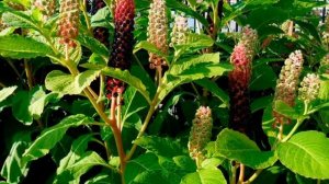 Корень лаконоса от артрита, ревматизма, радикулита