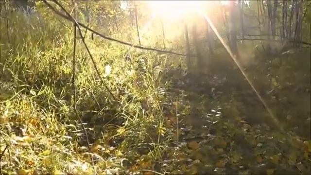 Рыжики и белые грибы!?????????? смотреть онлайн