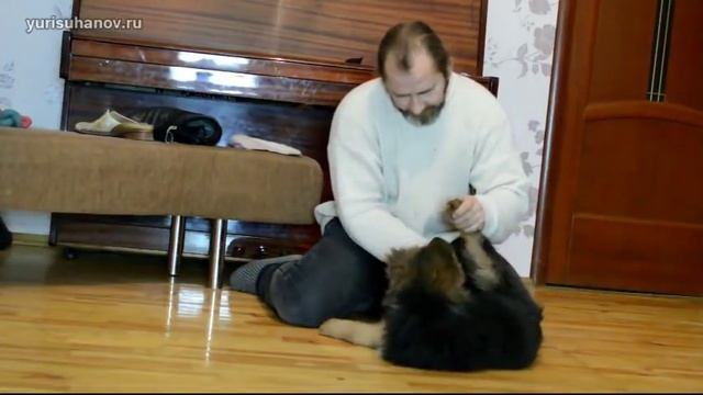 [Урок 1] Как отучить щенка КУСАТЬСЯ