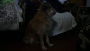 У собаки разьежаются ноги