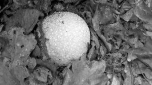 Грибы Веселки. Яйца грибов Веселок. Как применить.