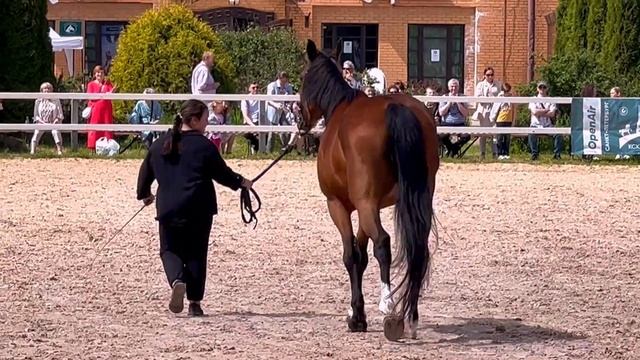 Орловская рысистая порода лошадей. Иппосфера 2022 смотреть онлайн