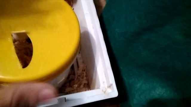 Пробуем взять хомячков на руки. смотреть онлайн