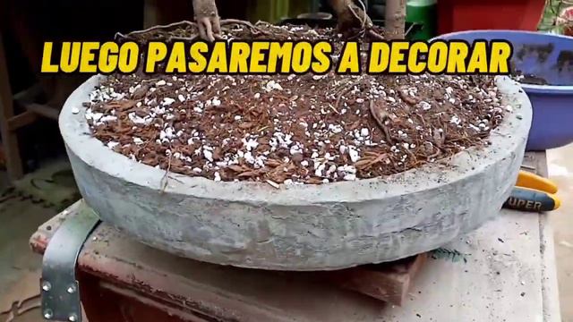 BONSAI ESTILO BOSQUE, ÁRBOL DE LA ACACIA смотреть онлайн