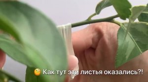 Прививка за кору на толстый подвой | прививаю лимон вариегатный на Каррубару