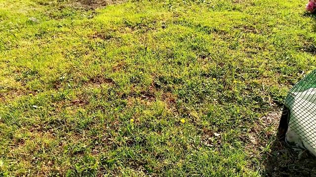 Купила МЕХАНИЧЕСКУЮ ГАЗОНОКОСИЛКУ. Моё МНЕНИЕ. 16.июня 2020г. смотреть онлайн