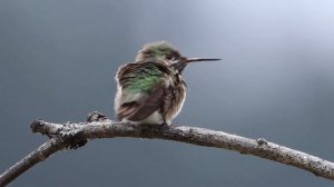 Calliope Hummingbird