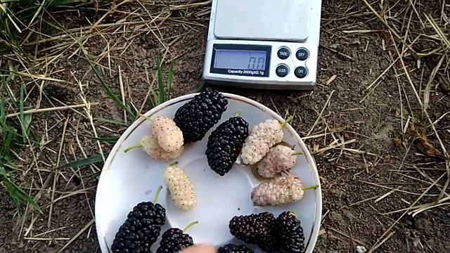 Шелковица Белый Хамелеон, Крылатая, Шелли, Луганочка, Черный принц