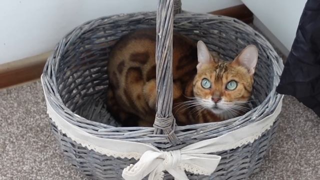 Спасибо Вам за мотивацию! Вы у меня лучшие! Быстрая закуска - брускетта! Домашние хлопоты! смотреть онлайн