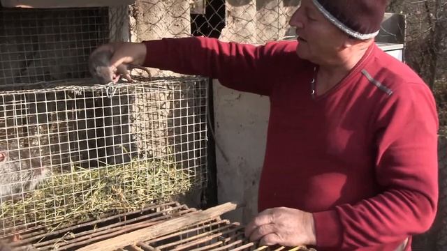 Разведение нутрий в домашних условиях смотреть онлайн