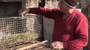 Разведение нутрий в домашних условиях