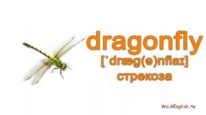 Насекомые на английском языке.  English Vocabulary - Insects