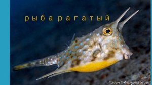 необычные рыбы
