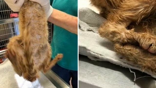 Спасение 15 истощенных кошек, которых засунули в грязные переноски и выбросили смотреть онлайн