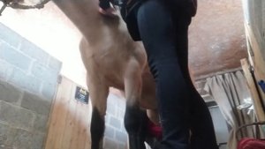 VLOG/Влог на конюшне/Коновлог/Новая лошадь? Чистим новую лошадь