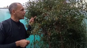 Миндаль степной осенью на Южном Урале