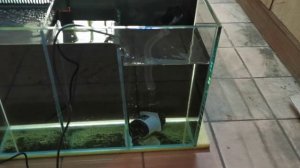 Проверка аквариума с задним сампом 100*50*35. Будущий морской аквариум. Конструкция сампа.