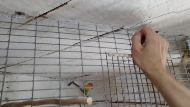 Важную роль играют в разведении попугаев ветки Ивы!