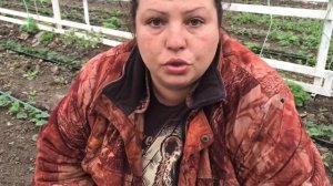 Обзор клубники | первогодка | маточники