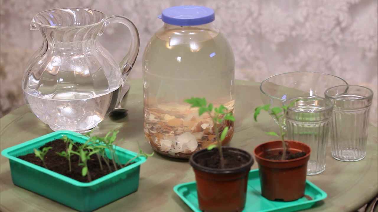 Кальциевая вода для полива рассады. Как сделать удобрение для рассады. Чтобы рассада была сильной!
