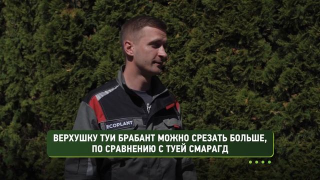 ? Особенности СТРИЖКИ ТУИ Смарагд, Брабант, Западная Шаровидная | ЖИВАЯ ИЗГОРОДЬ