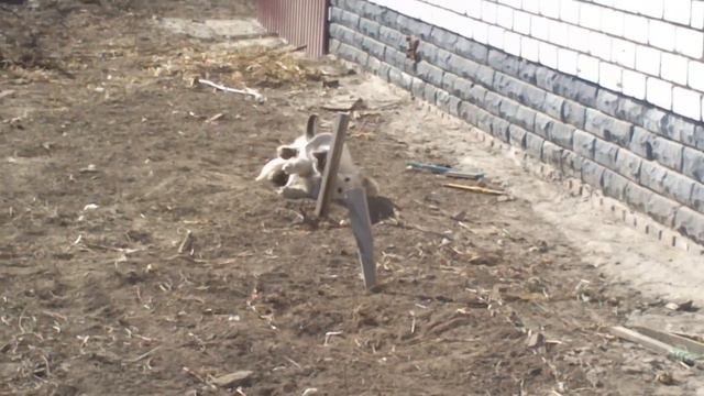 Кот издевается над собакой