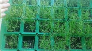 Как быстро растет мшанка(мох, ленивый газон)? Период от 27 декабря по 16 мая!