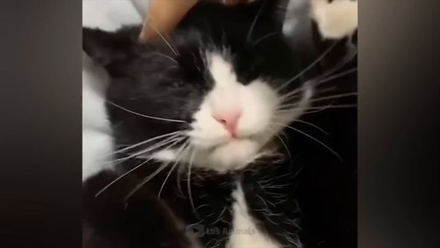 Самые смешные животные / Приколы с котами и собаками 2023 / LA #35 смотреть онлайн