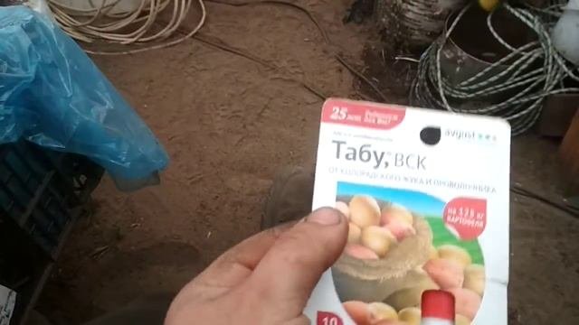 Проращивание (раннего) картофеля и высадка картофеля в теплицу. Часть 1.