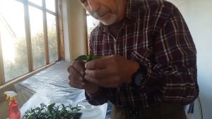 Прививка перца.