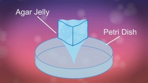 Culturing Microorganisms Part 1 | Cells | Biology | FuseSchool