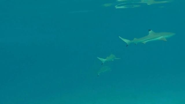 Медитация похудения. #похудение #лишнийвес #подсознание #питание #афирмации #гипноздляпохудения